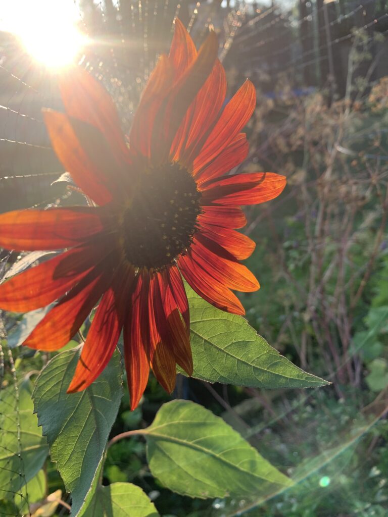 Sunflower during sunset!