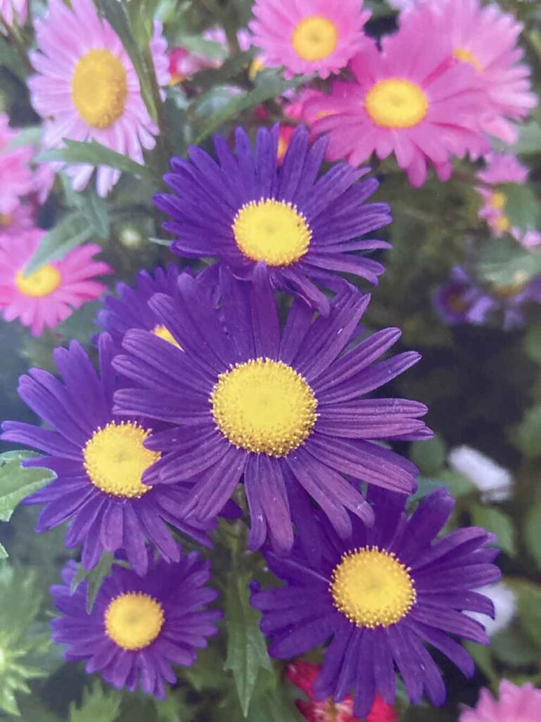 Glorious Asters