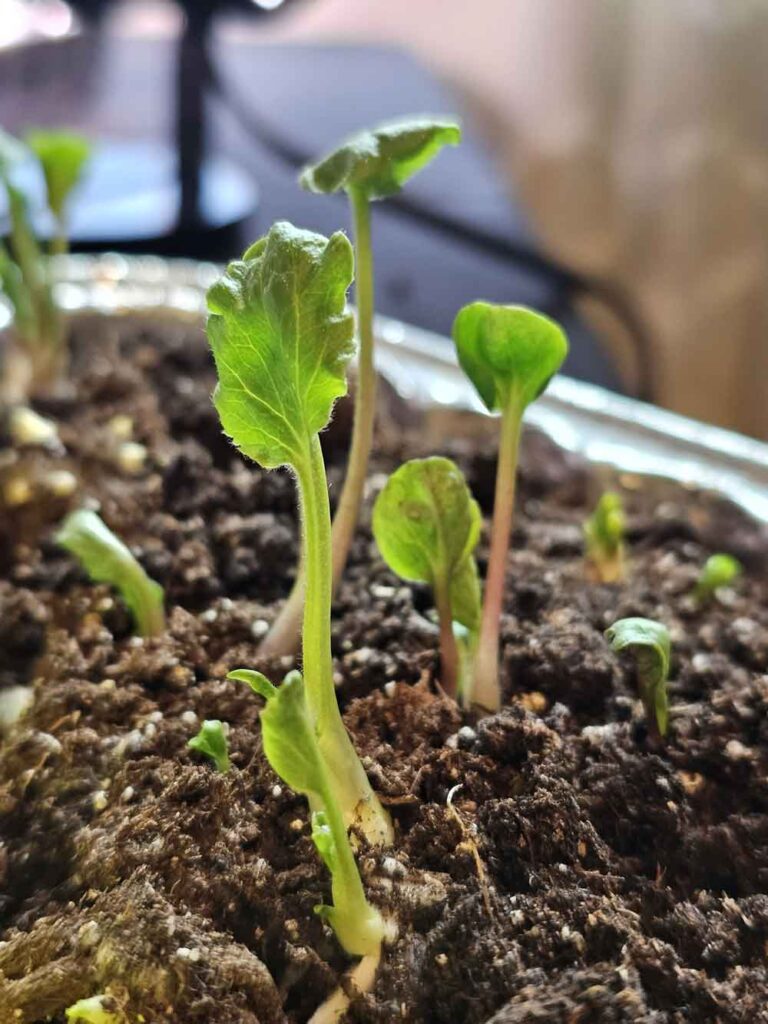 ranunculus sprout