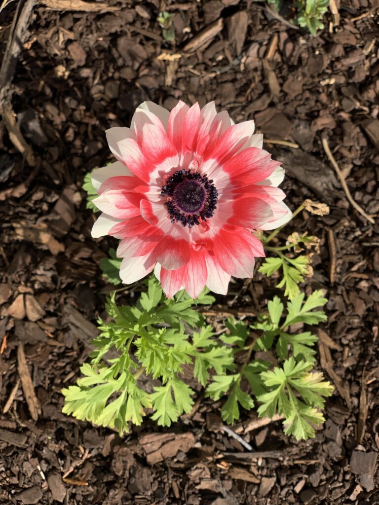 Beautiful anemone