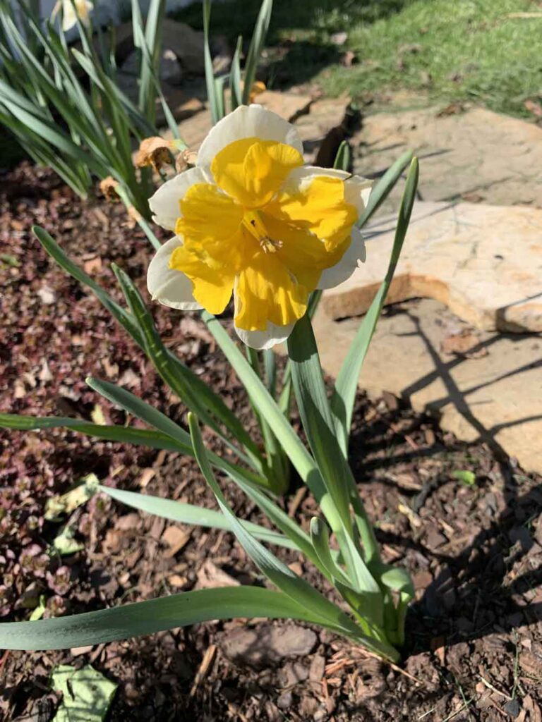 Sorbet daffodils are stunning!