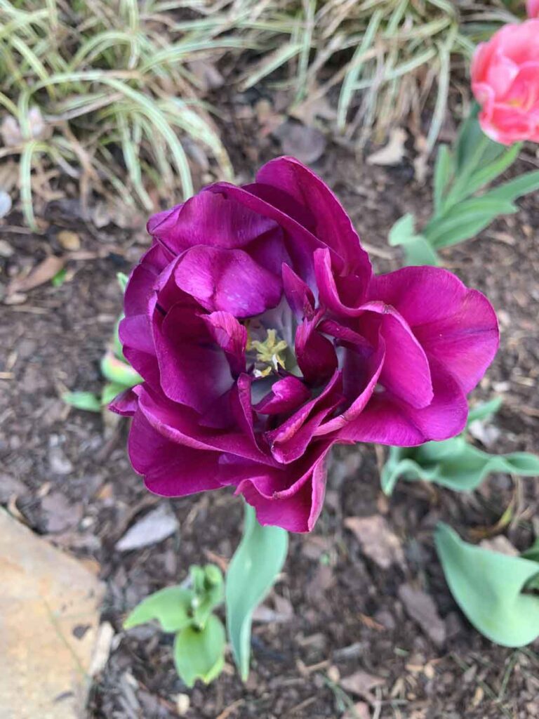 Peony tulips are in full bloom