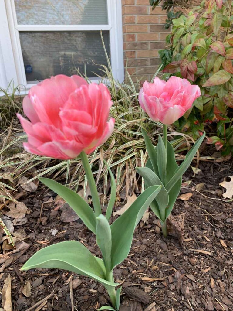 Gorgeous peony tulips