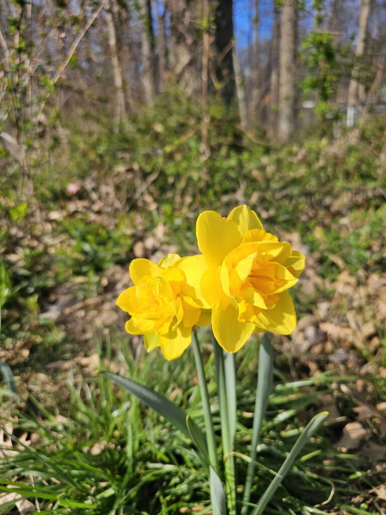 First year daffodils!