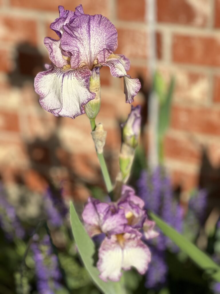 Iris in spring!