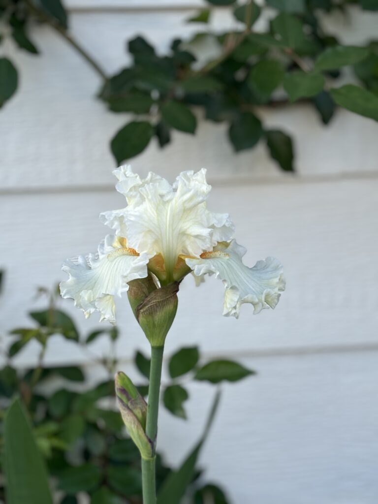 My first Iris bloom of the season!