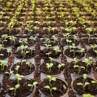 Your Checklist for Seed Starting