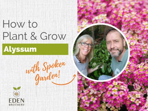 How to Plant and Grow Alyssum from Seed