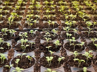 Your Checklist for Seed Starting