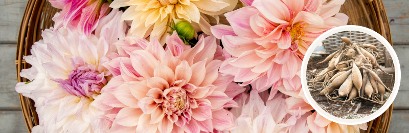 dahlia blooms with tubers