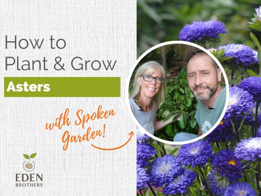 How to Plant and Grow Asters from Seed