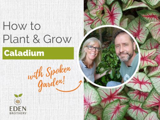 How to Plant and Grow Caladium Bulbs