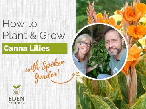 How to Plant and Grow Canna Lily Bulbs