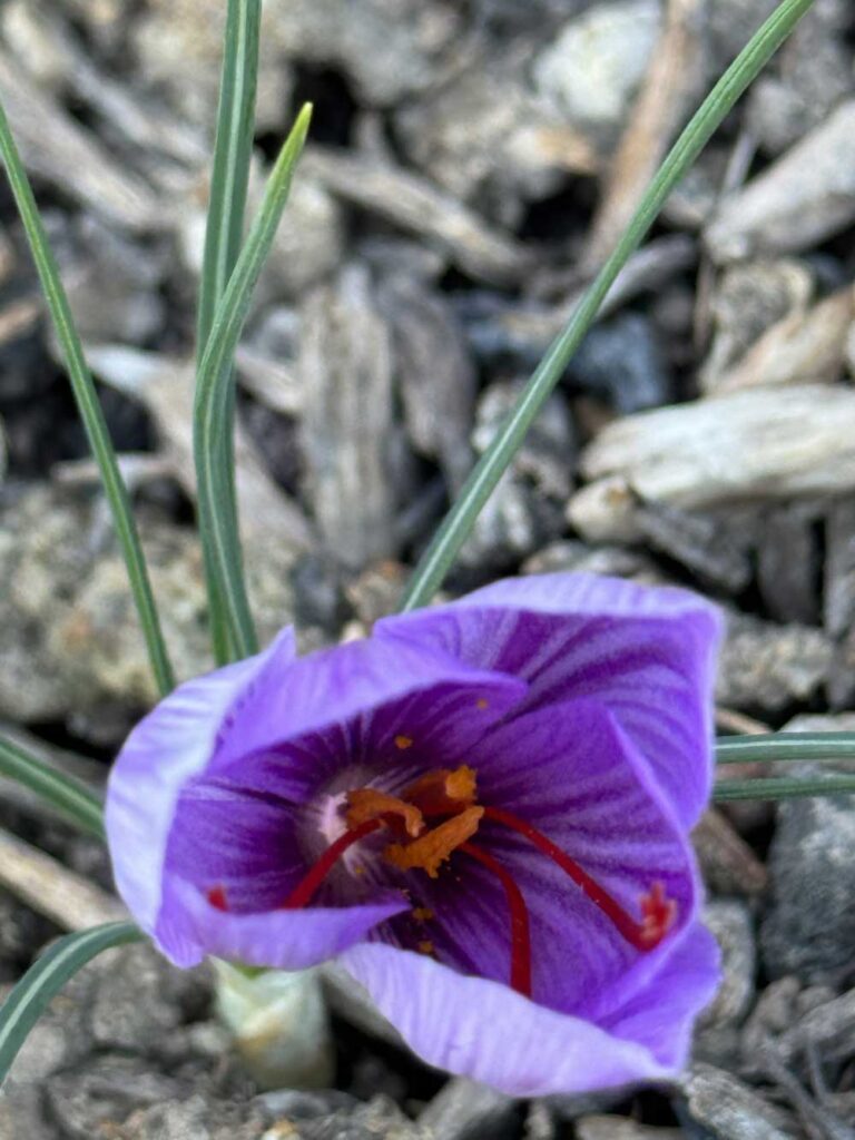 saffron crocus