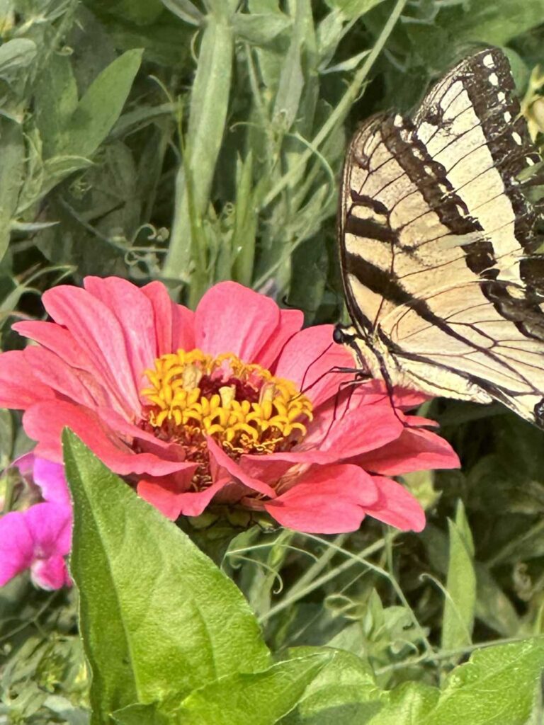 Zinnia butterfly