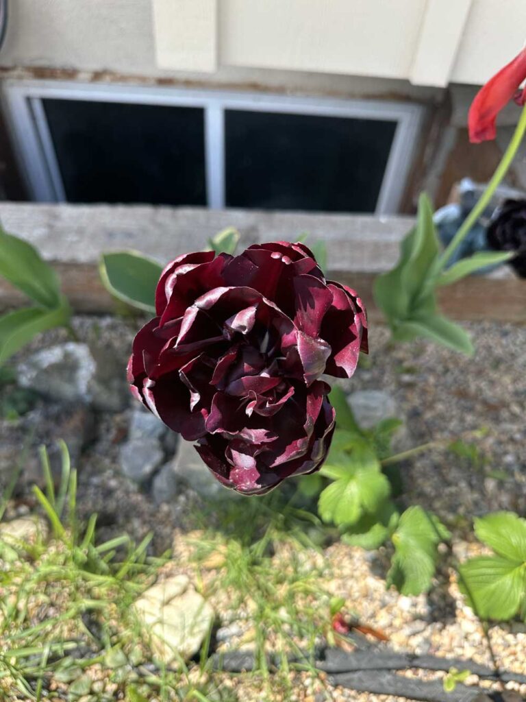 Queen of the night tulip