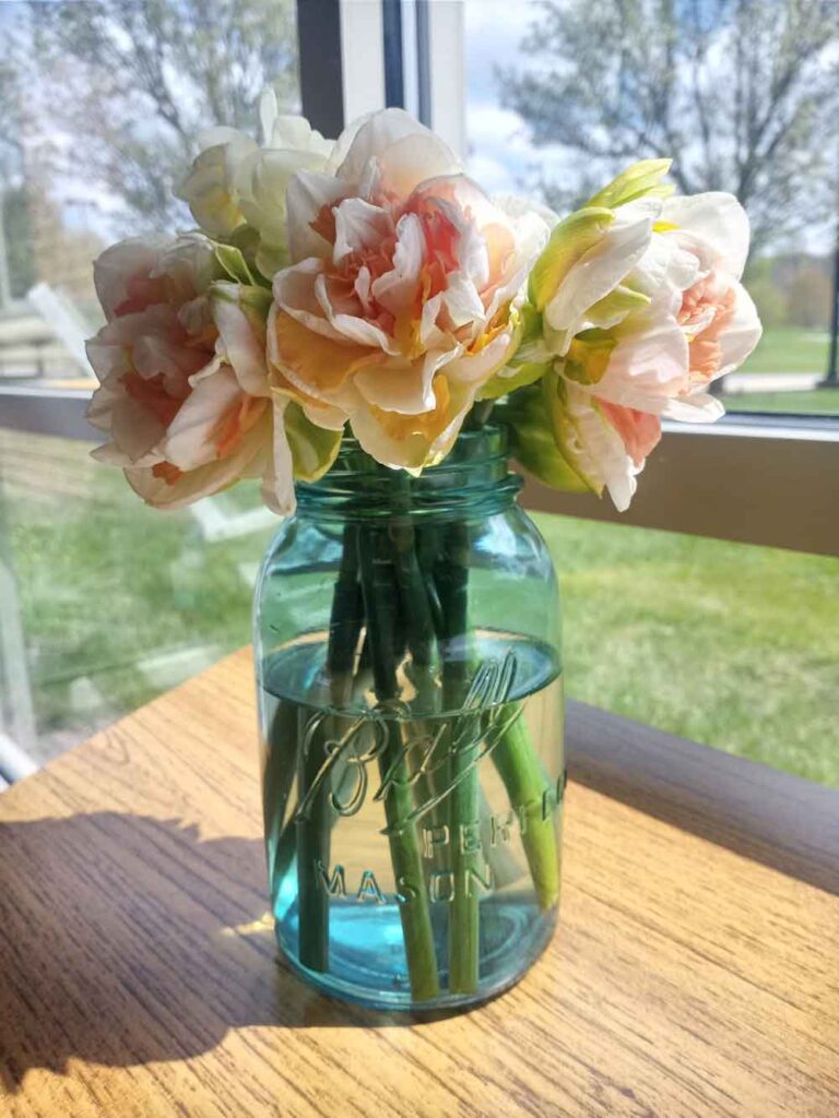 daffodils in vase