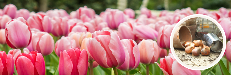 tulip blooms in the field with bulbs