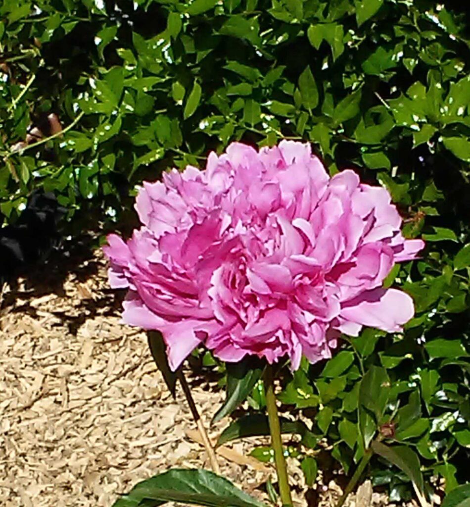 The first peony of the season