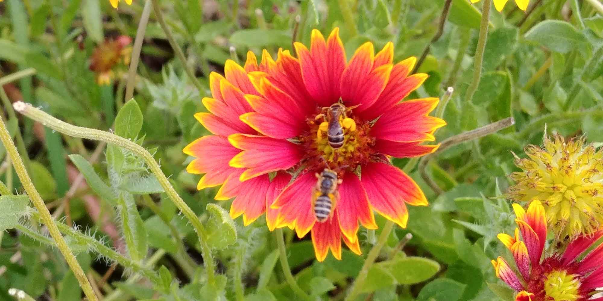 two bees enjoyng two garden small sunflowers