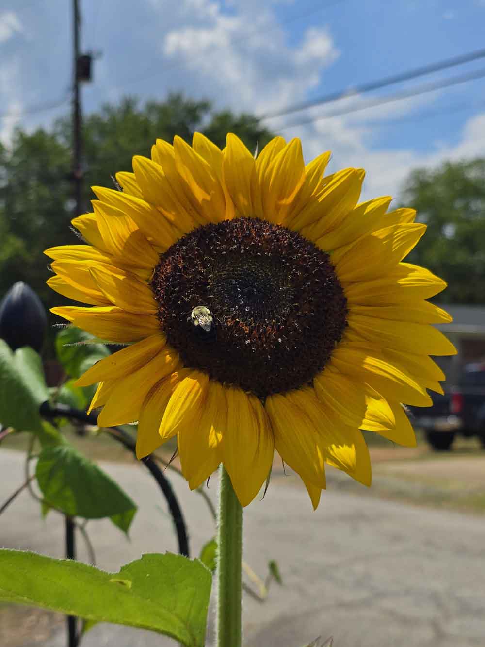 My first Sunflower