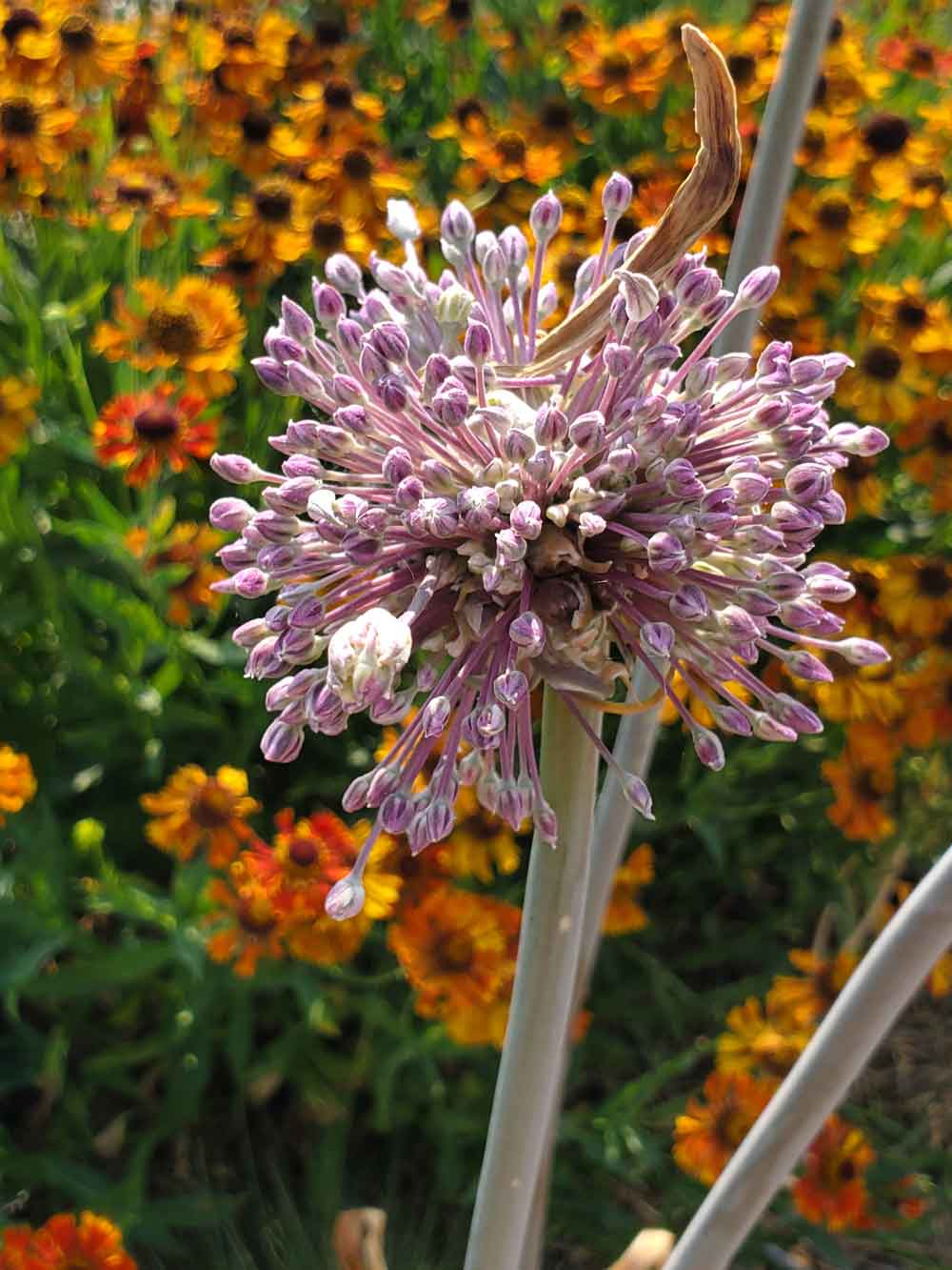 Allium