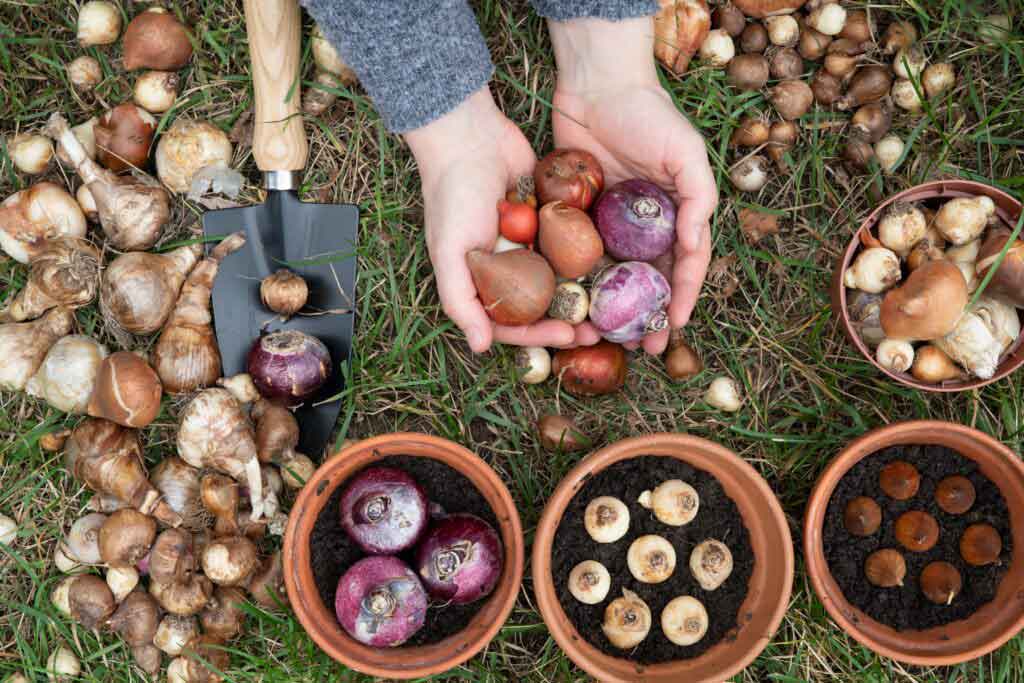 collection of flower bulbs ready to plant