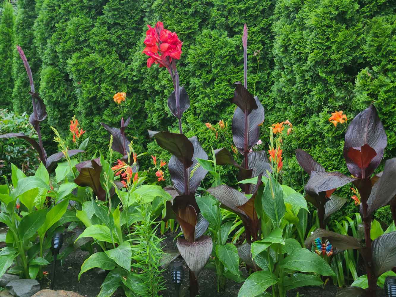 Canna Lily Garden