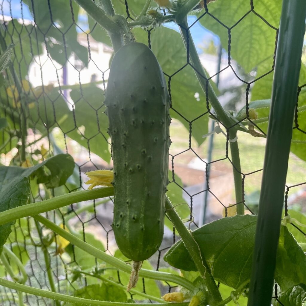 cucumber hanging on a trellis