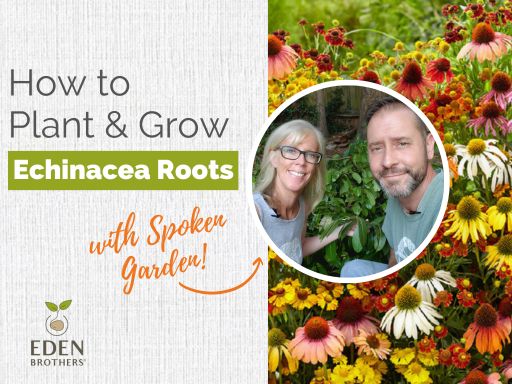 How to Plant and Grow Echinacea Roots