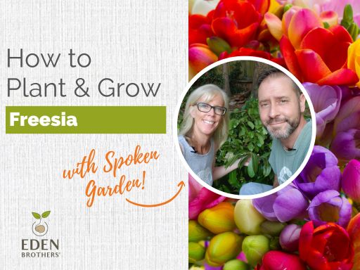 How to Plant and Grow Freesia Bulbs