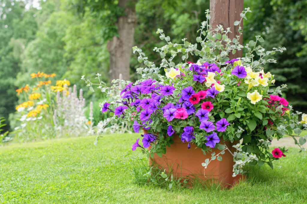 container garden flowers