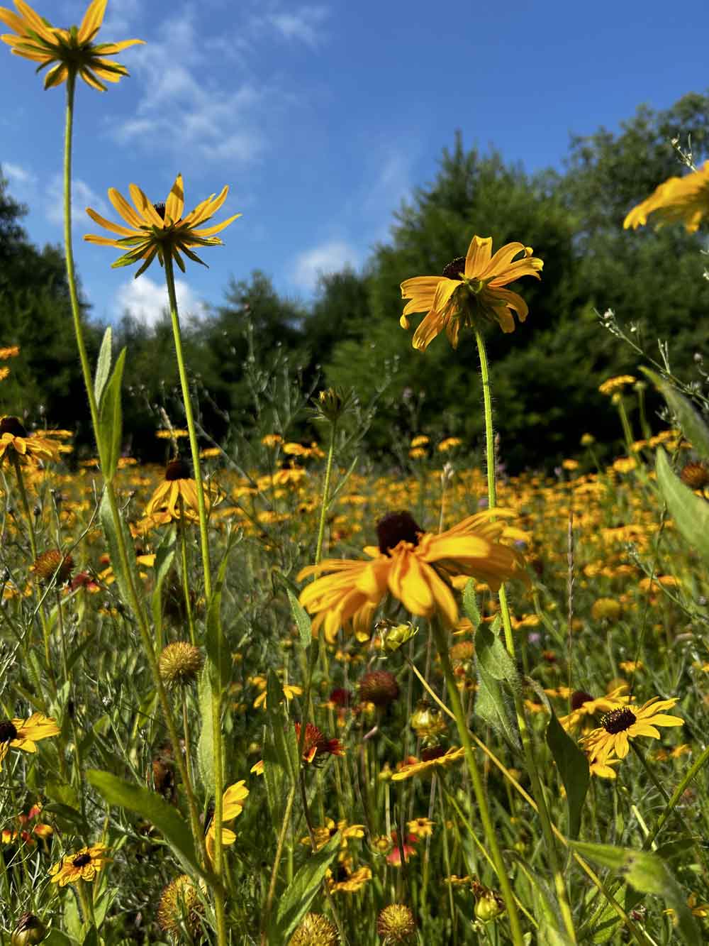 field of rudbeckia