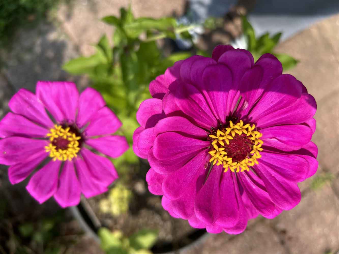 Zinnias