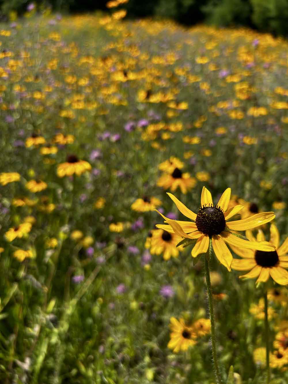 Wildflower field