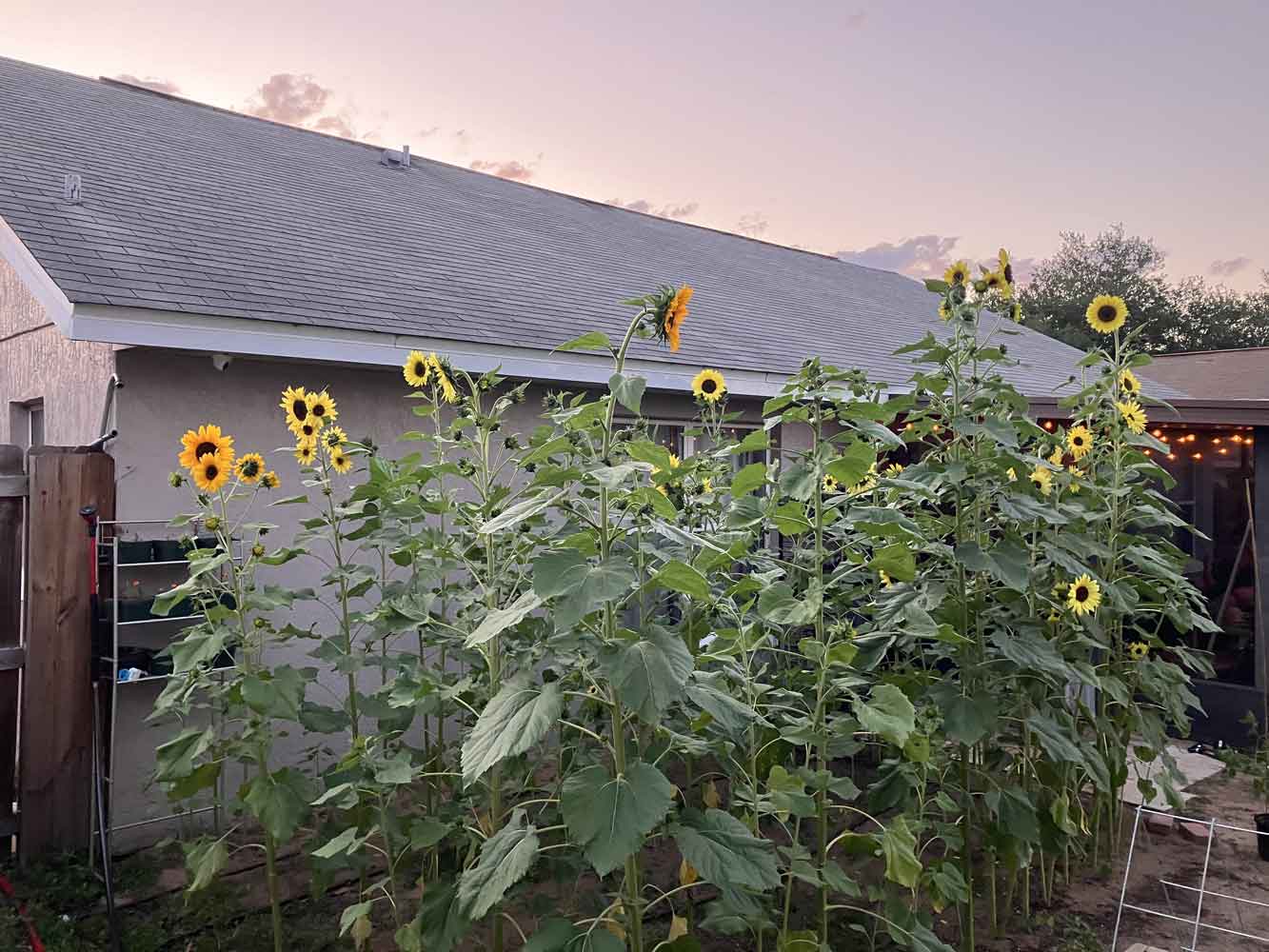 Lemon Queen Sunflowers