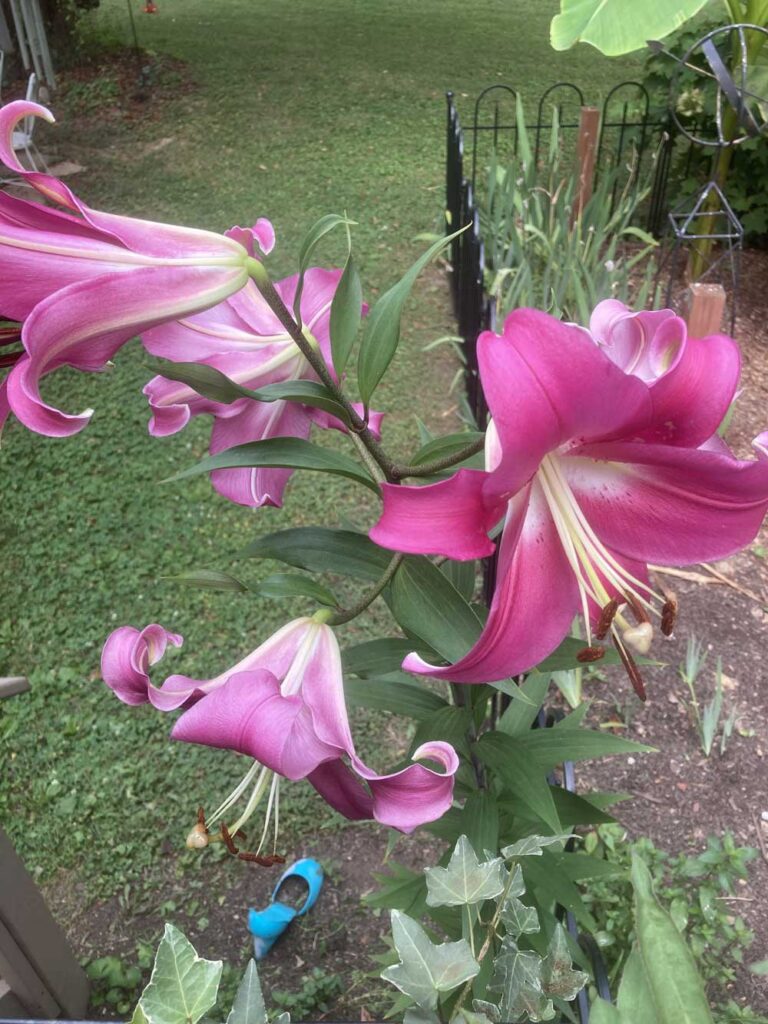 Tall pink lily