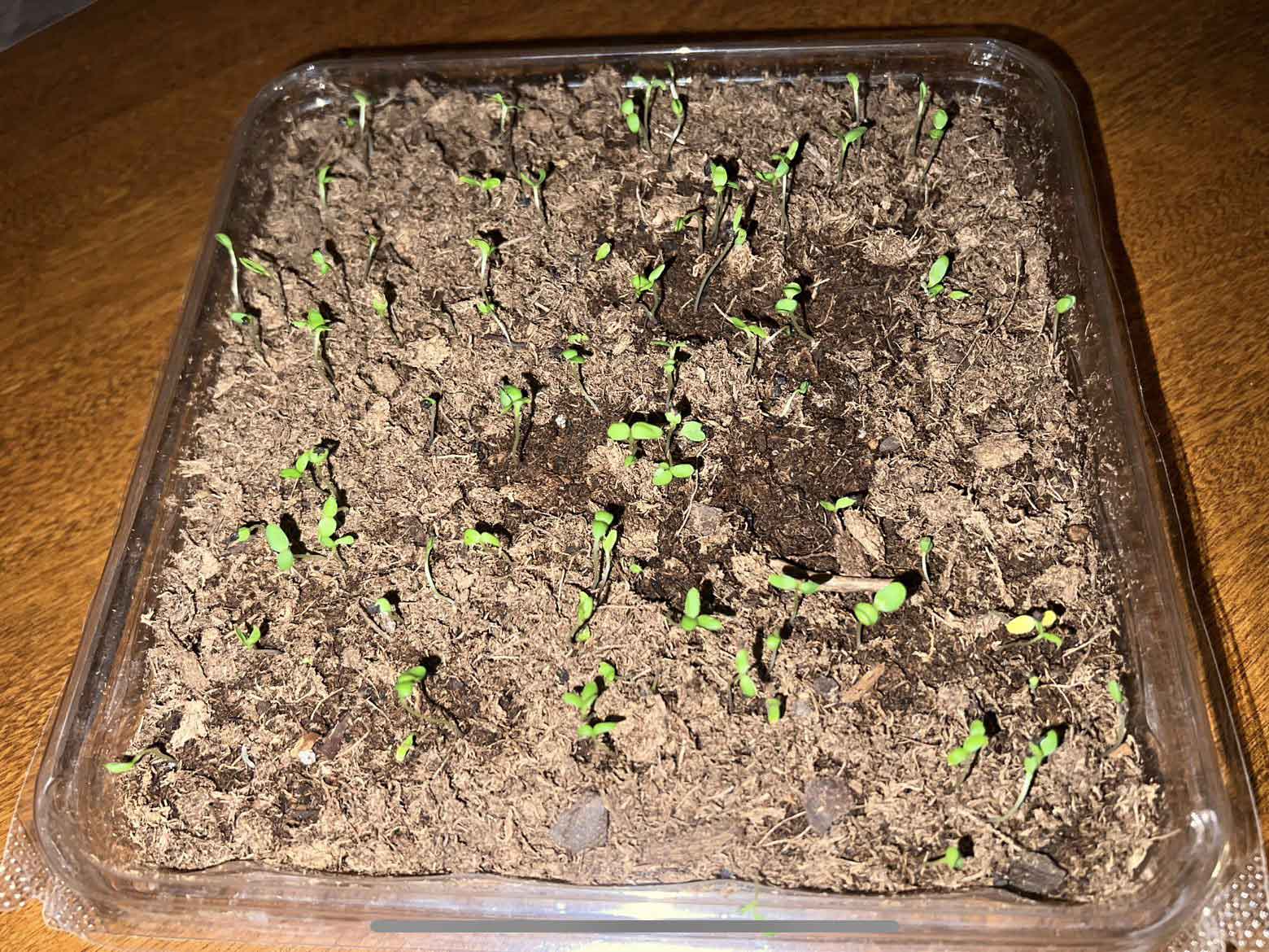 Carnation germination in peat moss