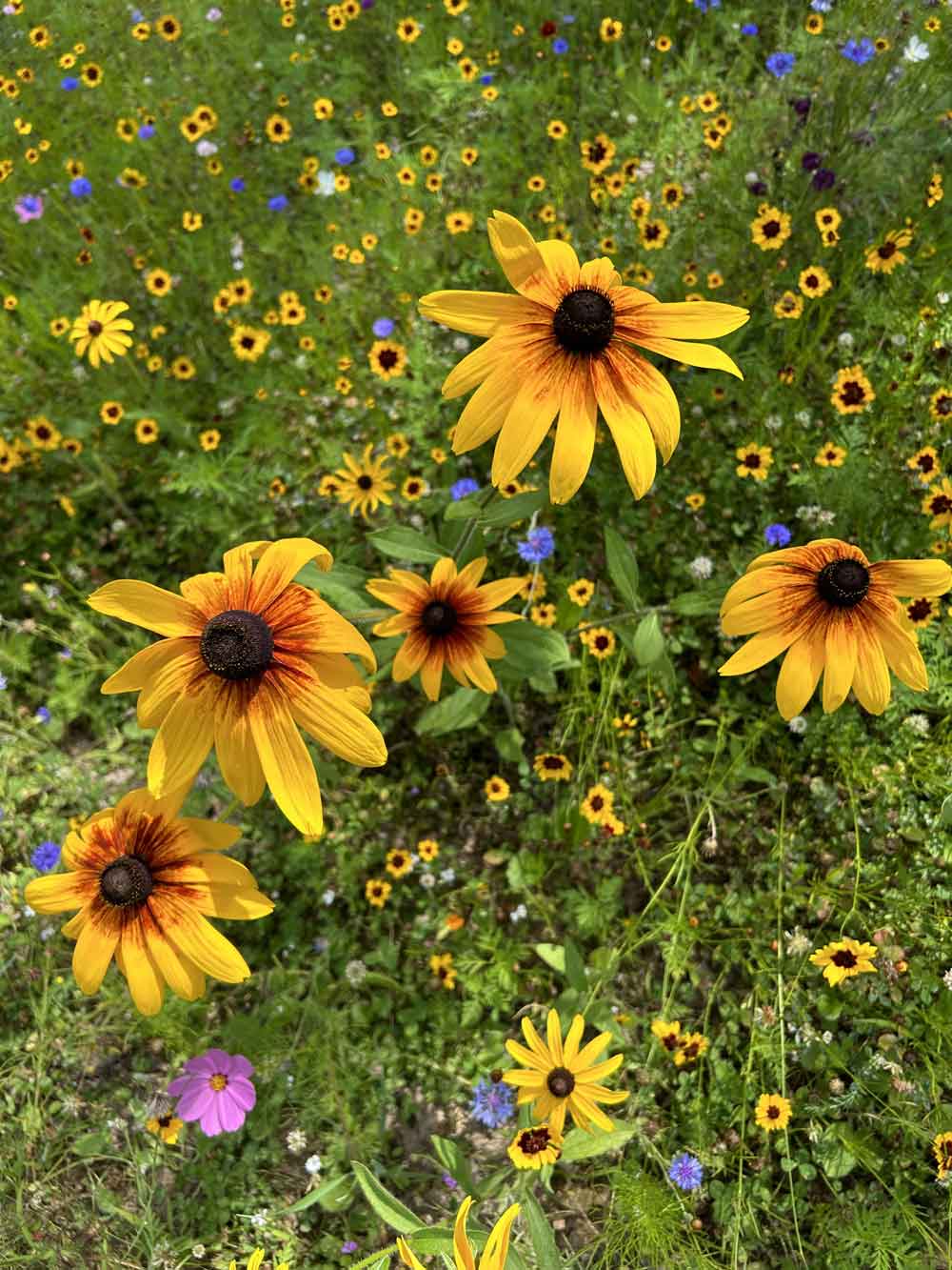 My wildflower field