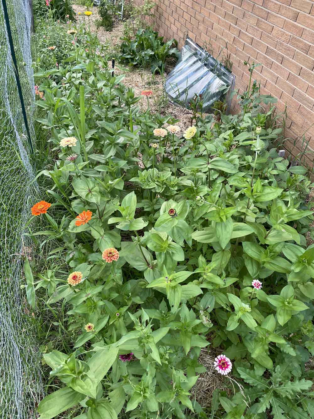 My Zinnias