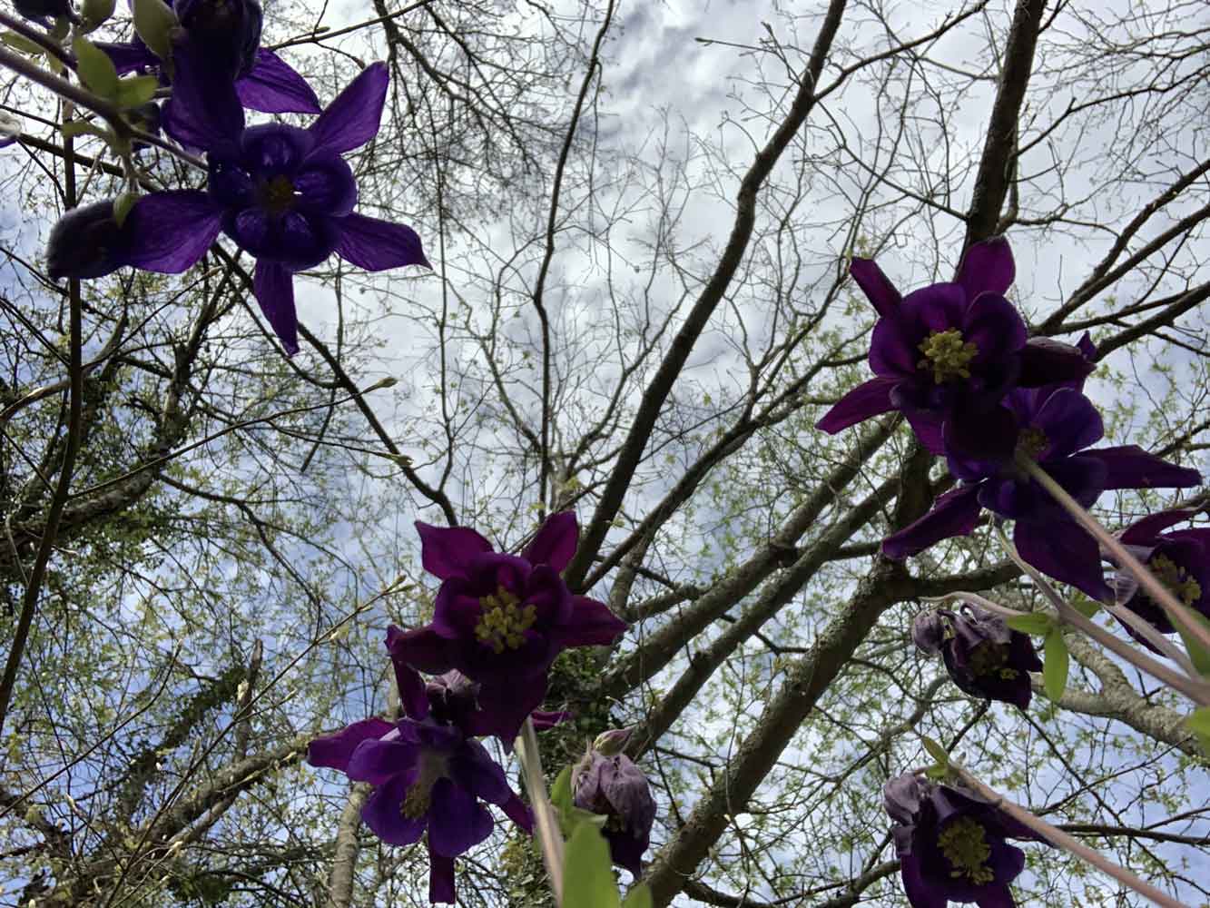 columbine flowers