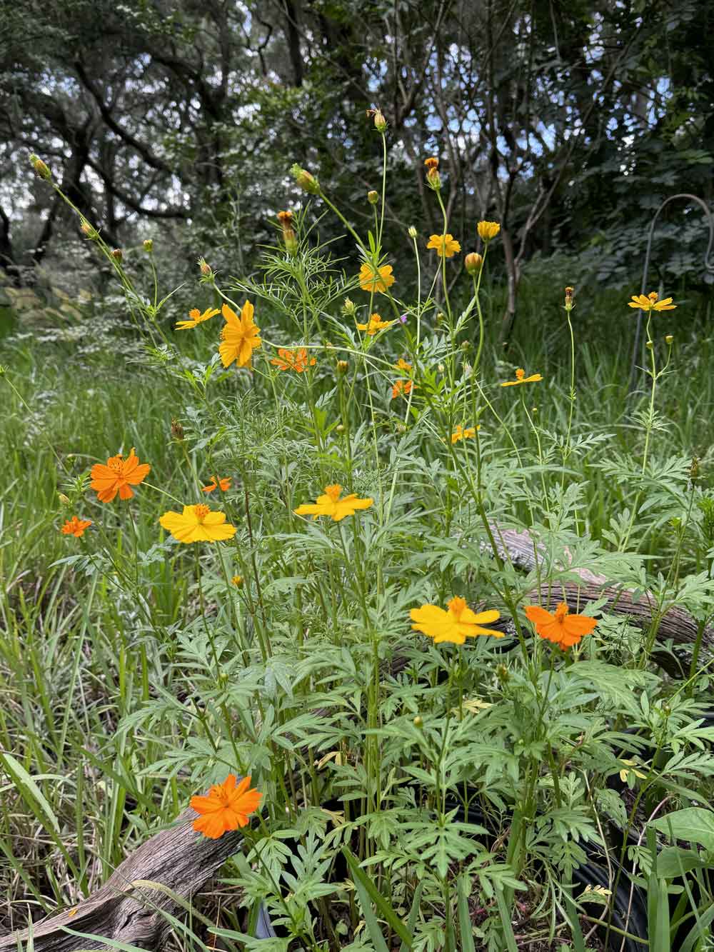 Cosmos on the edge of the woods