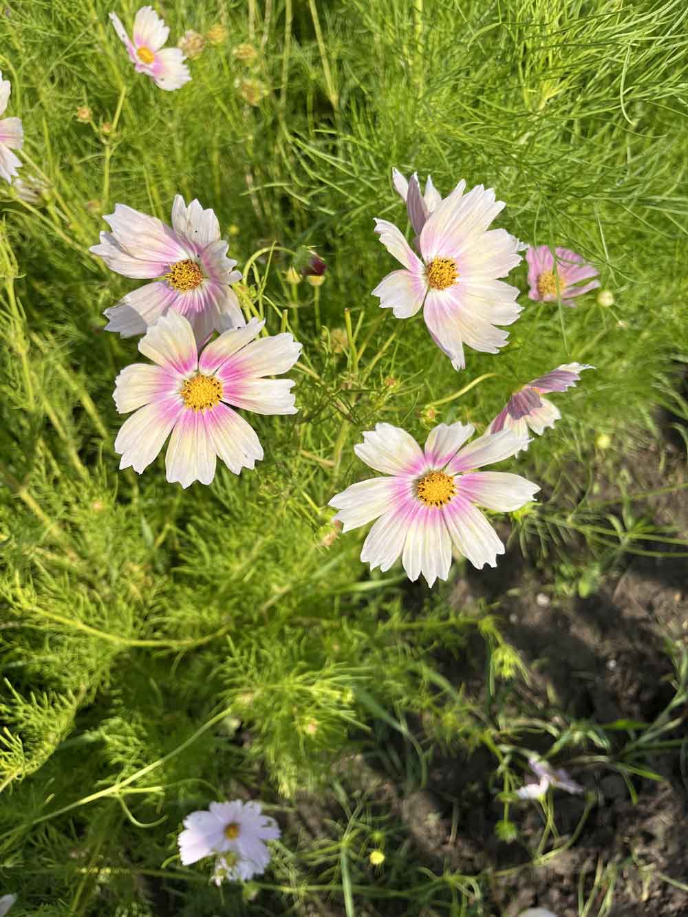 cosmos pink and white