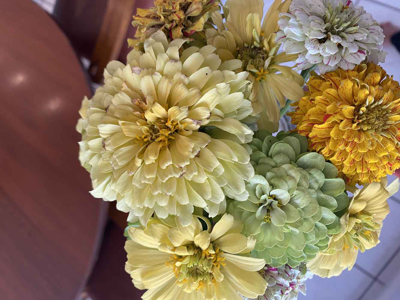 My green and yellow zinnias!