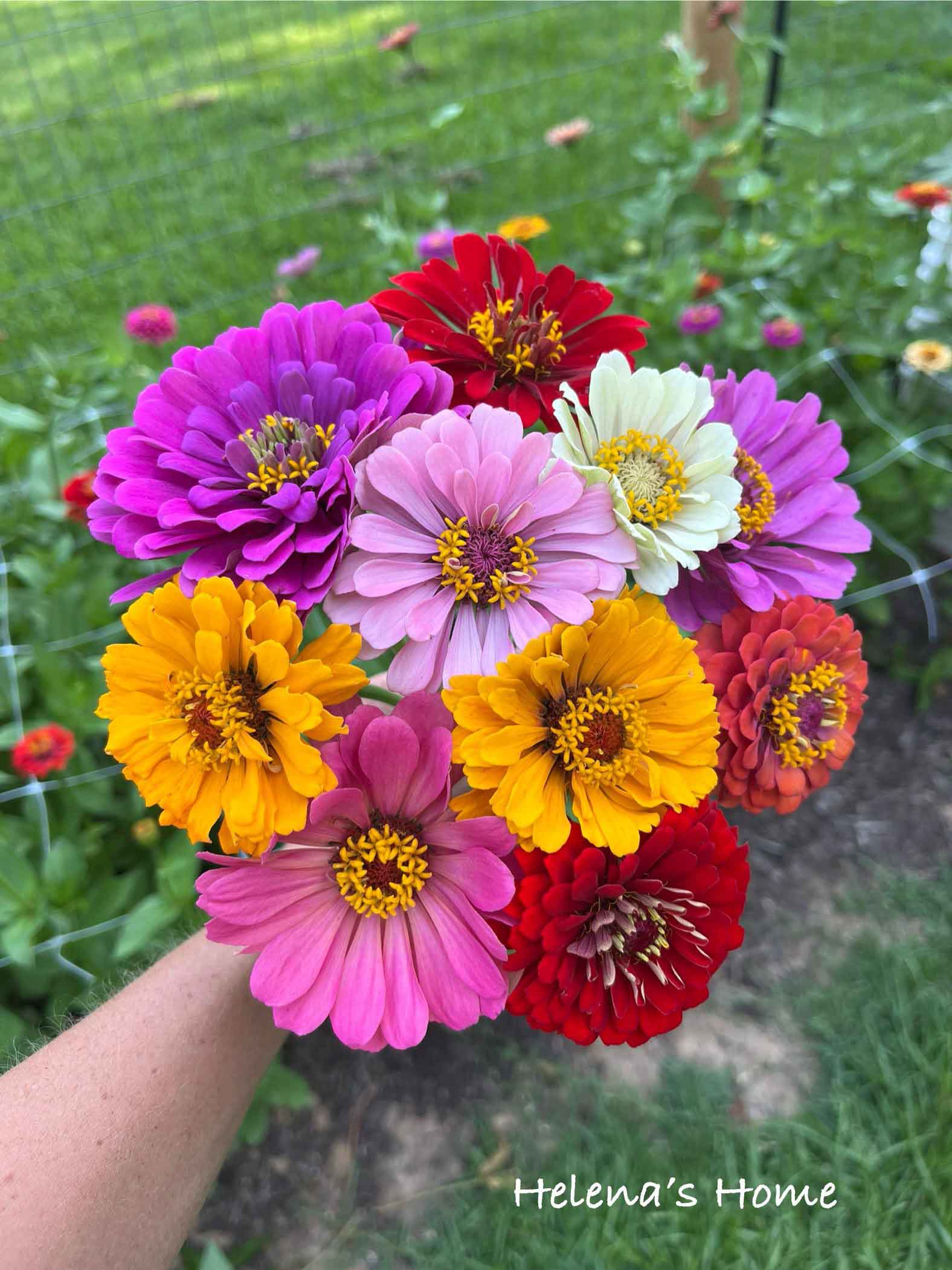 Zinnia Harvest!!