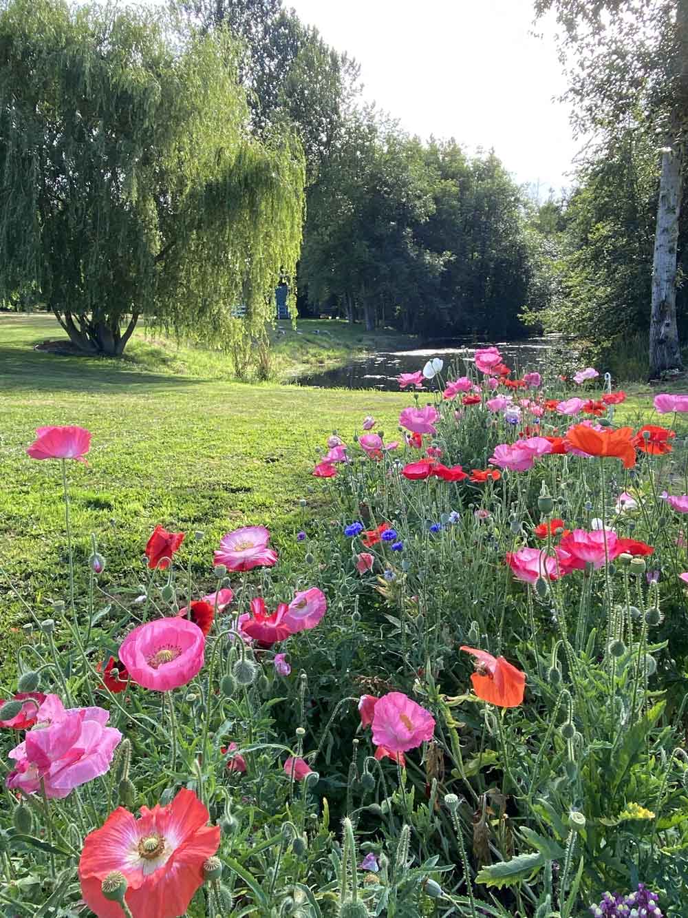 Wild Flowers