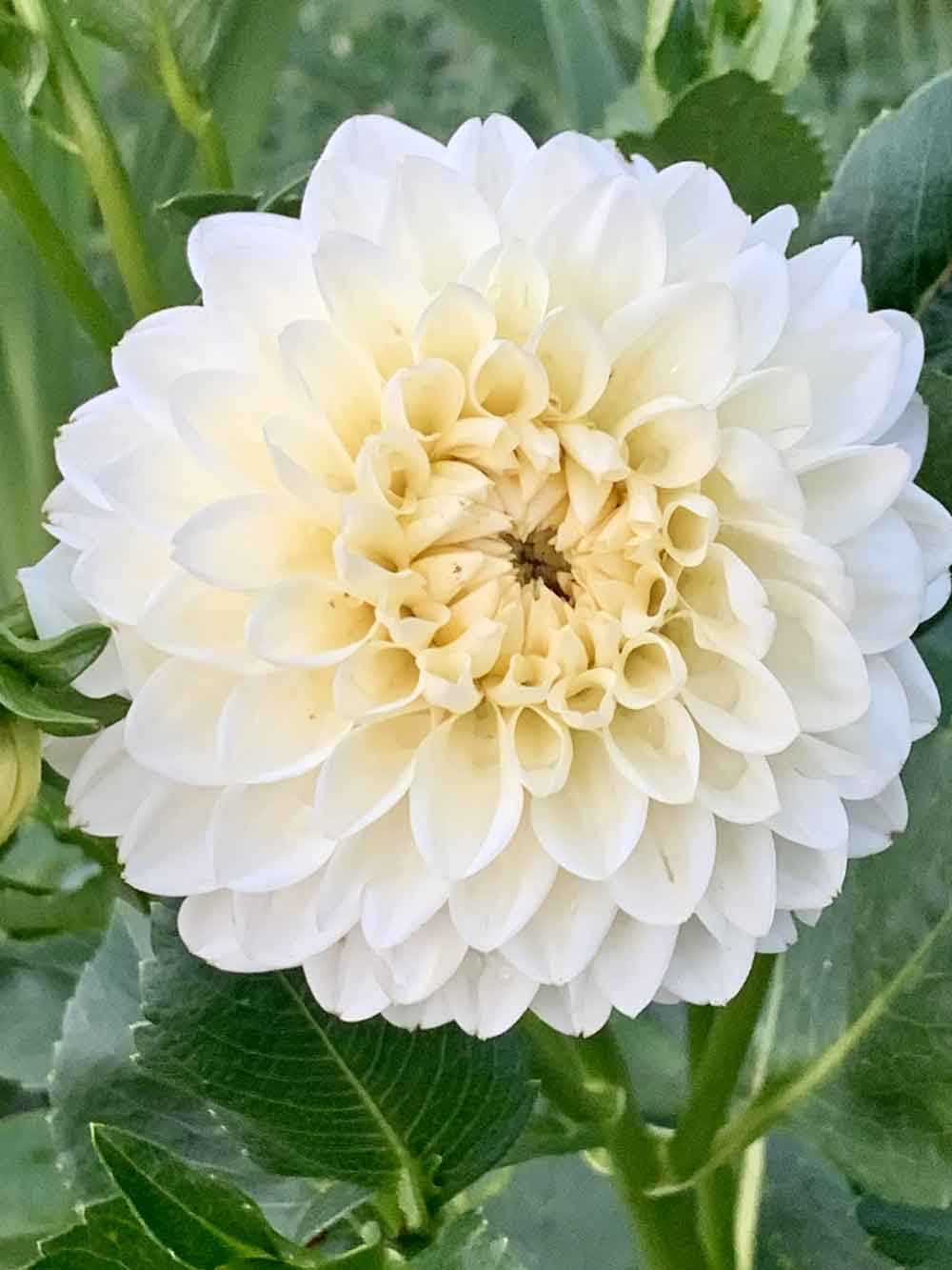 Apple blossom dahlia