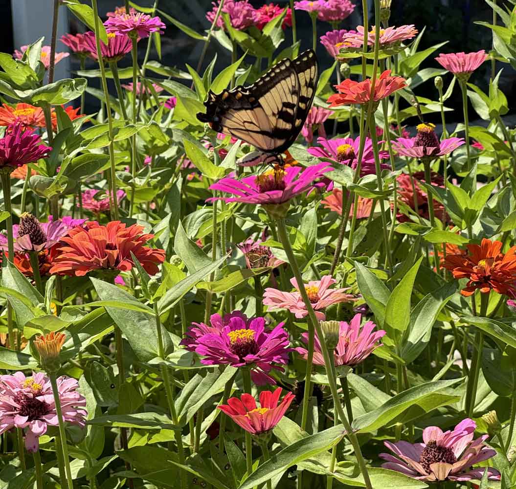 Zinnias with butterfly