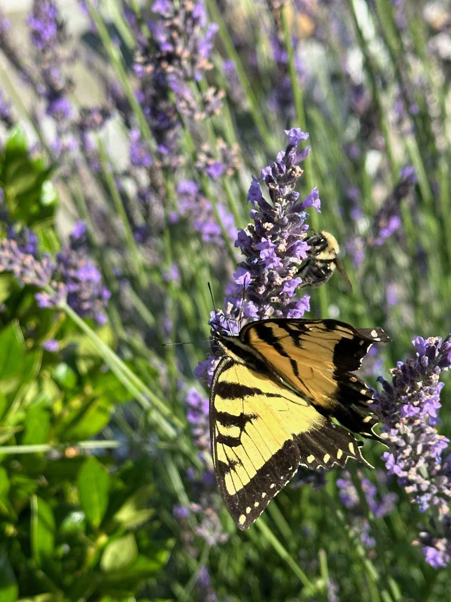 lavender with monarch butterfly