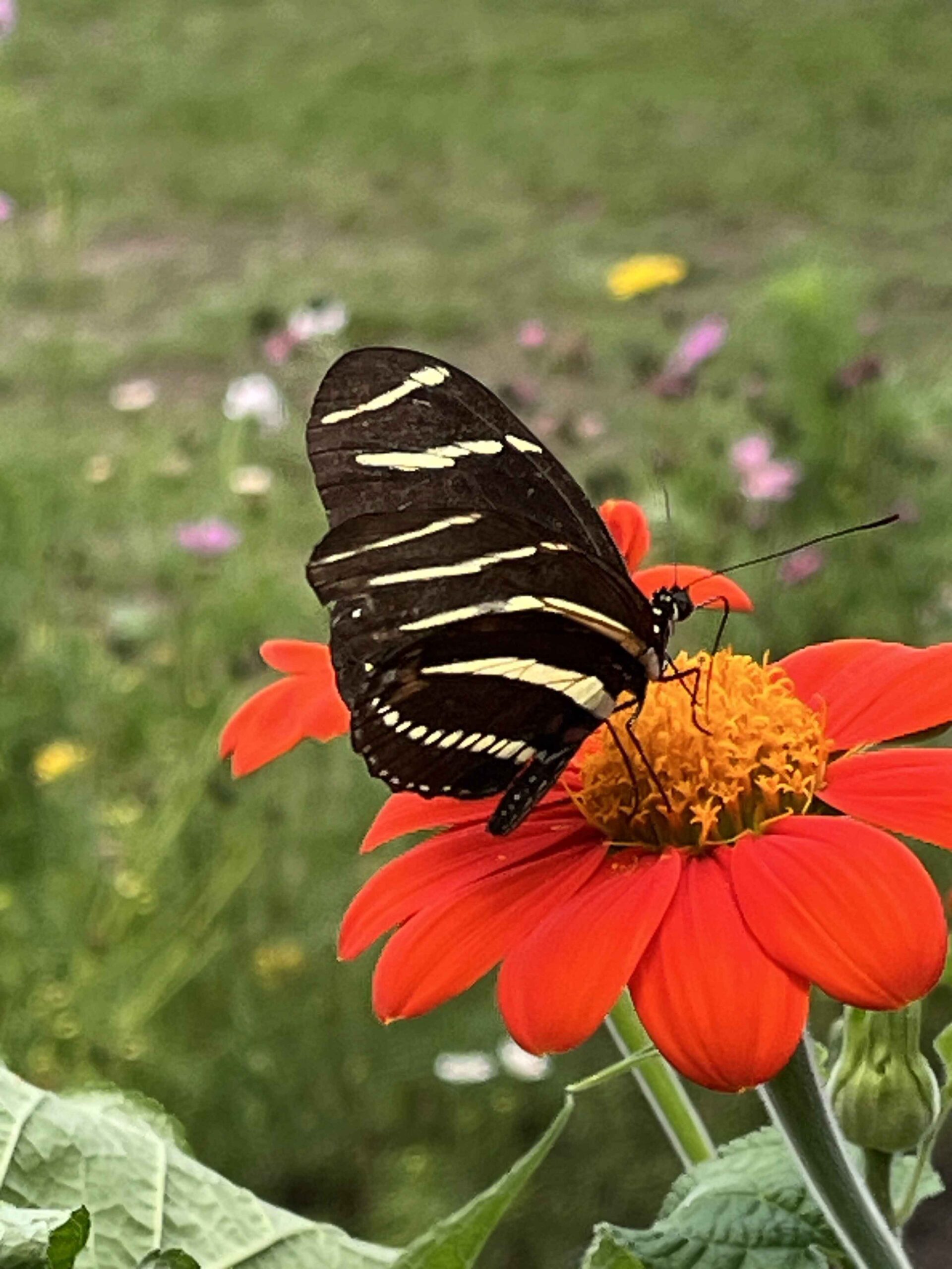 Tithonia (Red Sunflower) Pollinator